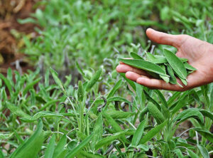 Nguan Soon 1st hand brand Sage Leaf Seasoning Cook Herb Herbal